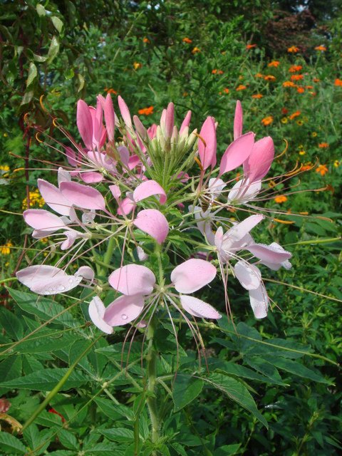 Cleome spinosa fleur
